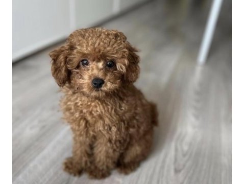 Toy poodle cinsi köpekler