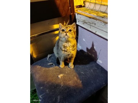 British shorthair bebeğimiz ailesini arıyor