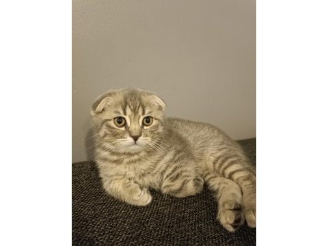Scottish fold prensesim yeni yuvasını arıyor