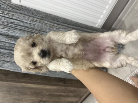 Maltipoo yavru köpeğimiz