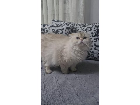 Şecereli dişi british longhair prenses yuvasını arıyor