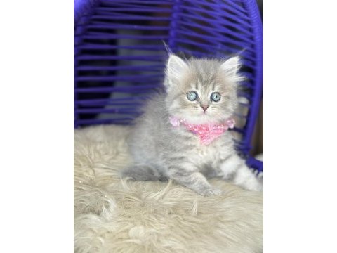 Güzellik abidesi british longhair