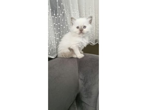 British longhair yavrumuz