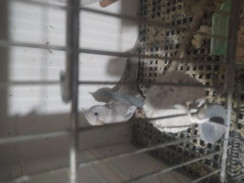 Bebek sultan papağanı