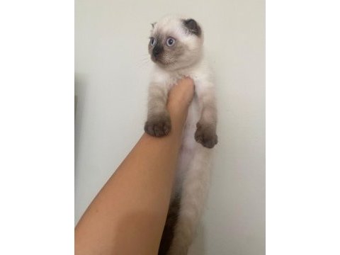 Sahibini bekliyor scottish fold