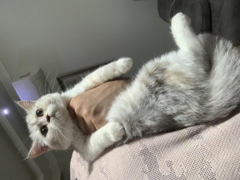 Evden show kalite safkan yavrular