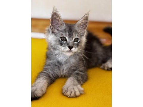 Kalitenin adı big claw maine coon