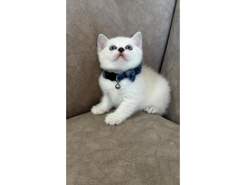 British shorthair erkek yavrumuza yuva uyguna
