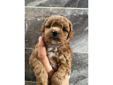 Poodle sevgililer gününe özel kampanya