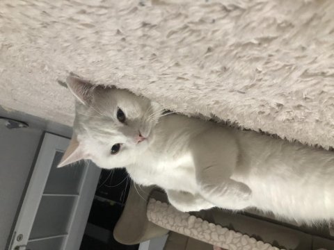 British shorthair beyaz 18 aylık