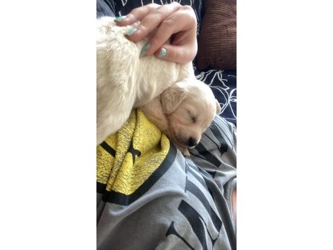 Dört aylık golden retriever