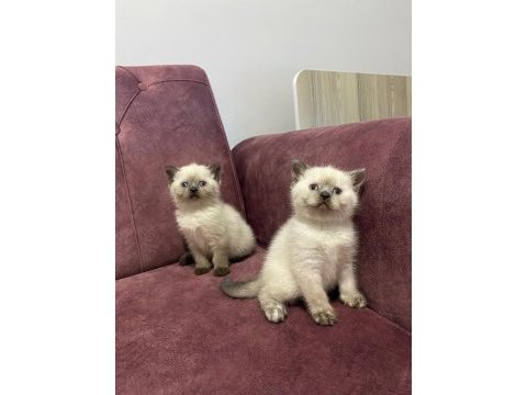 Kediler oyuncu ve tuvalet eğitimleri tamamdır