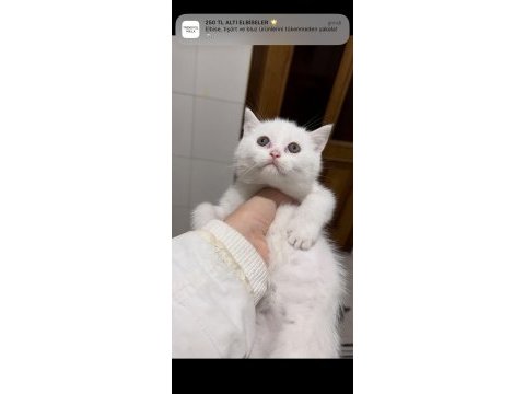 İstanbulda yavru dişi beyaz british shorthair yavru