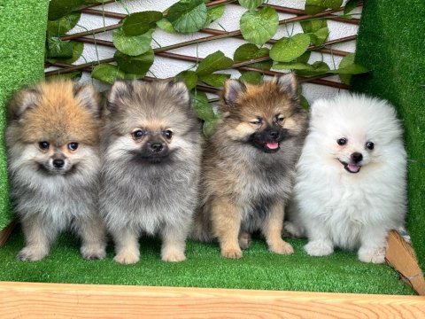 Pomeranian bebeksiz ev kalmasın