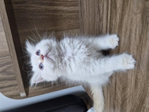 Uygun puanlı beyaz tüy mavi göz british longhair yavru