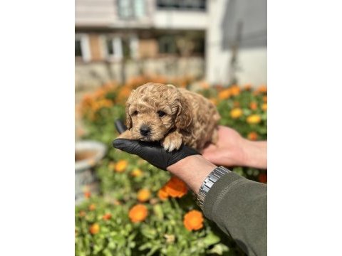 Orjinal maltipoo yavrular sakarya