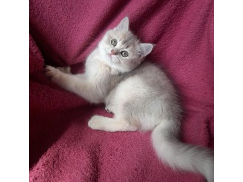45 günlük yavru british shorthair erkek