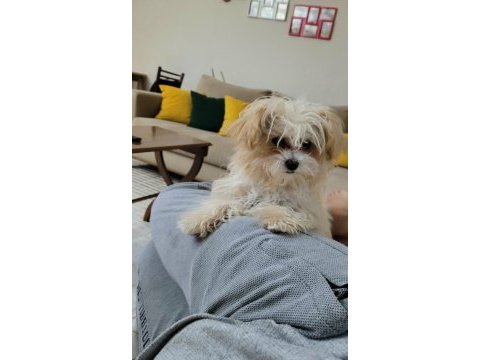 Mükemmel maltipoo