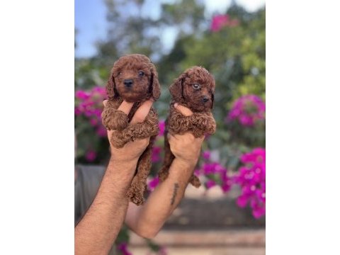 Red brown toy poodle yavrularımız