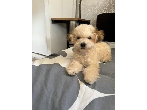 Saf kan maltipoo yavru