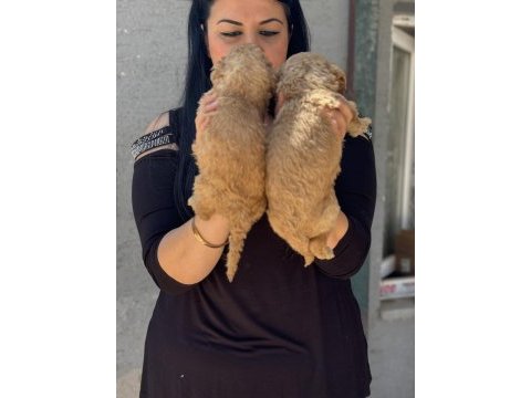 Ufacık toy poodle yavrularım