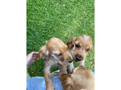 Safkan cocker köpekler