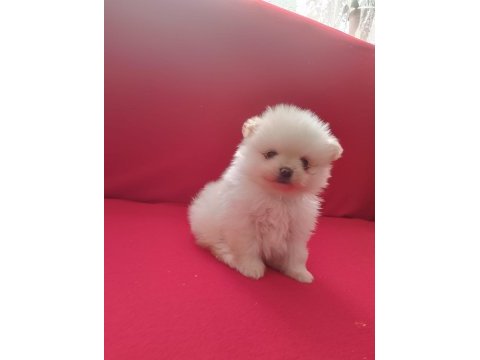 Pomeranian boo yavrularımız