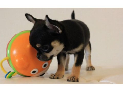 Chihuahua bebekler