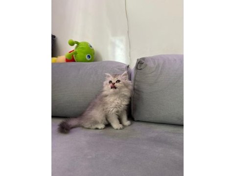 British longhair silver