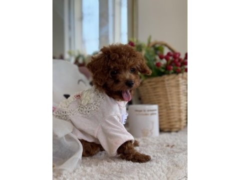 Kore poodle