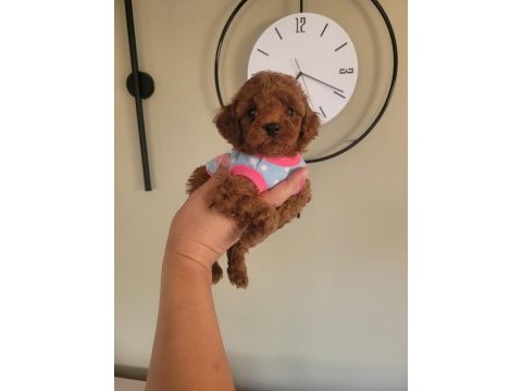 Evin neşesi poodle bebeklerimiz