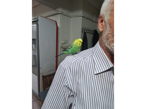 Konuşan muhabbet kuşu