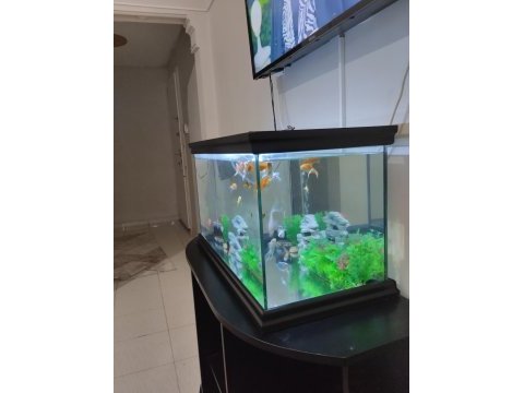 Komple verilecek akvaryum isteyen ulaşsın