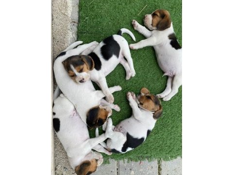 Safkan beagle yavruları