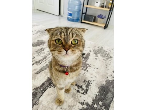 Scottish fold dişi kedimiz nadir tüy rengine sahip