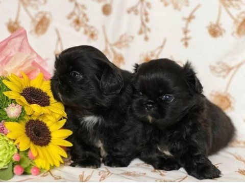 Black korekani maltipoo uygun