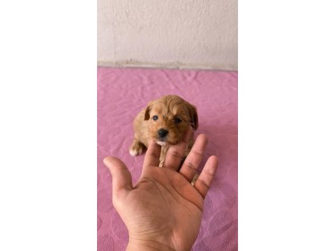Maltipoo bebek köpeklerimiz