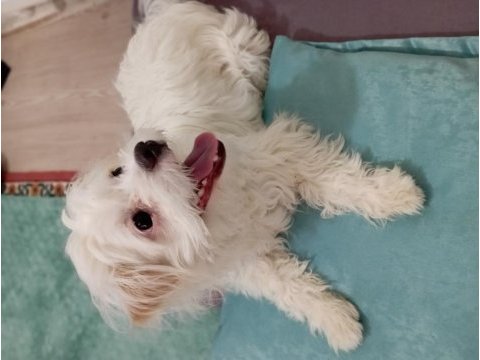 Maltese 8 aylık erkek