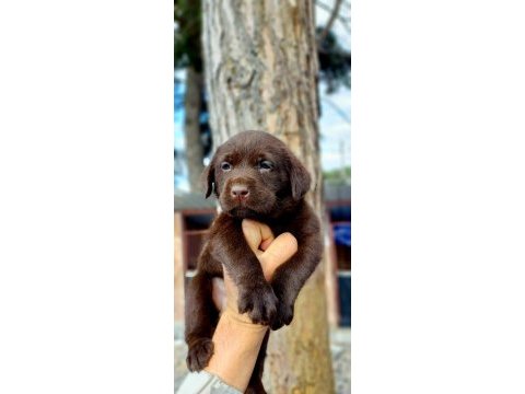Labrador yavruler