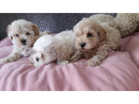 Kore kan maltipoo bebekler
