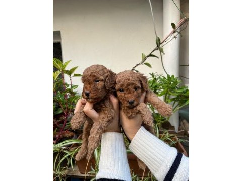 Mükemmel kalitede toy poodle minnoşlar