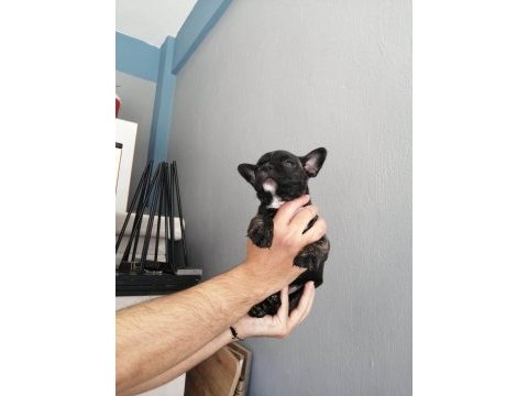 French bulldog 2 aylık bebekler