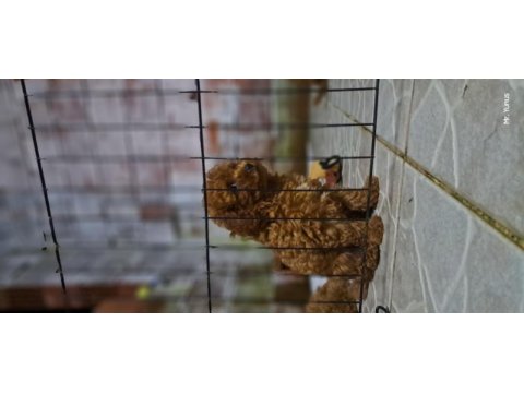 Toy poodle red brown