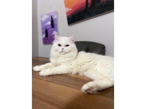 Ücretsiz british longhair sahiplendirme