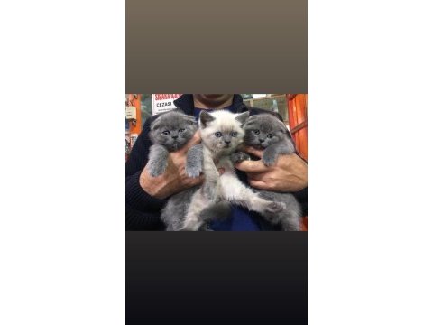 Blue point british shorthair bebekler