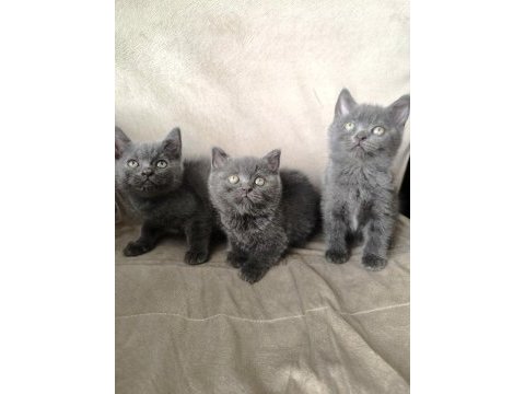British shorthair yavrularım