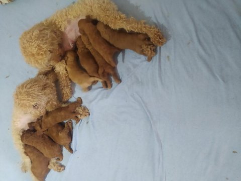 Safkan toy poodle bebeklerimiz yeni ailelerini bekliyor