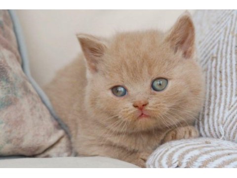 Bebek surat lilac british shorthair 