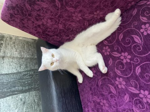 British shorthair erkek kısır kedimiz