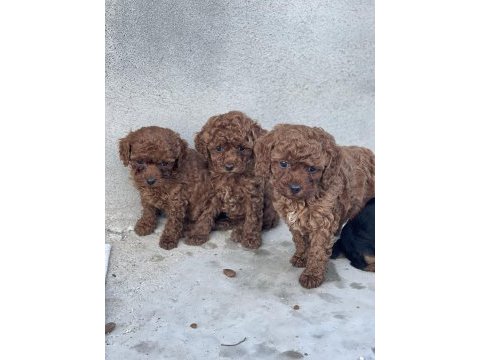 Red brown toy poodle